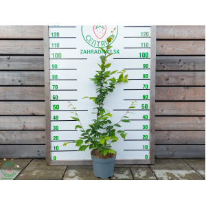 Hrab obyčajný (Carpinus betulus) – výška 90-120 cm, kont. C5L